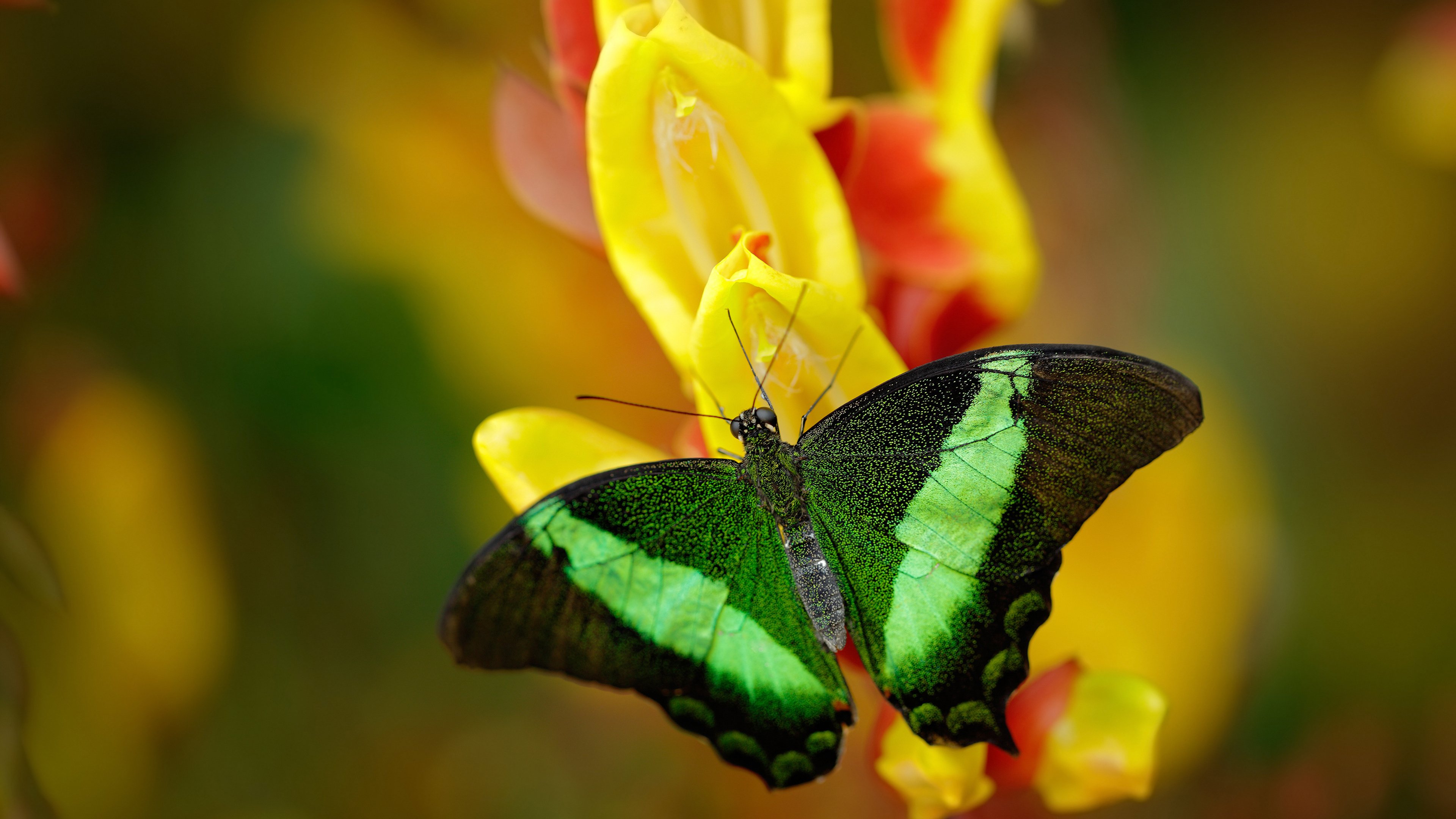 铁闸镇八方!富安健洋一夫当关 喀麦隆雄狮碾碎摩纳哥晋级路