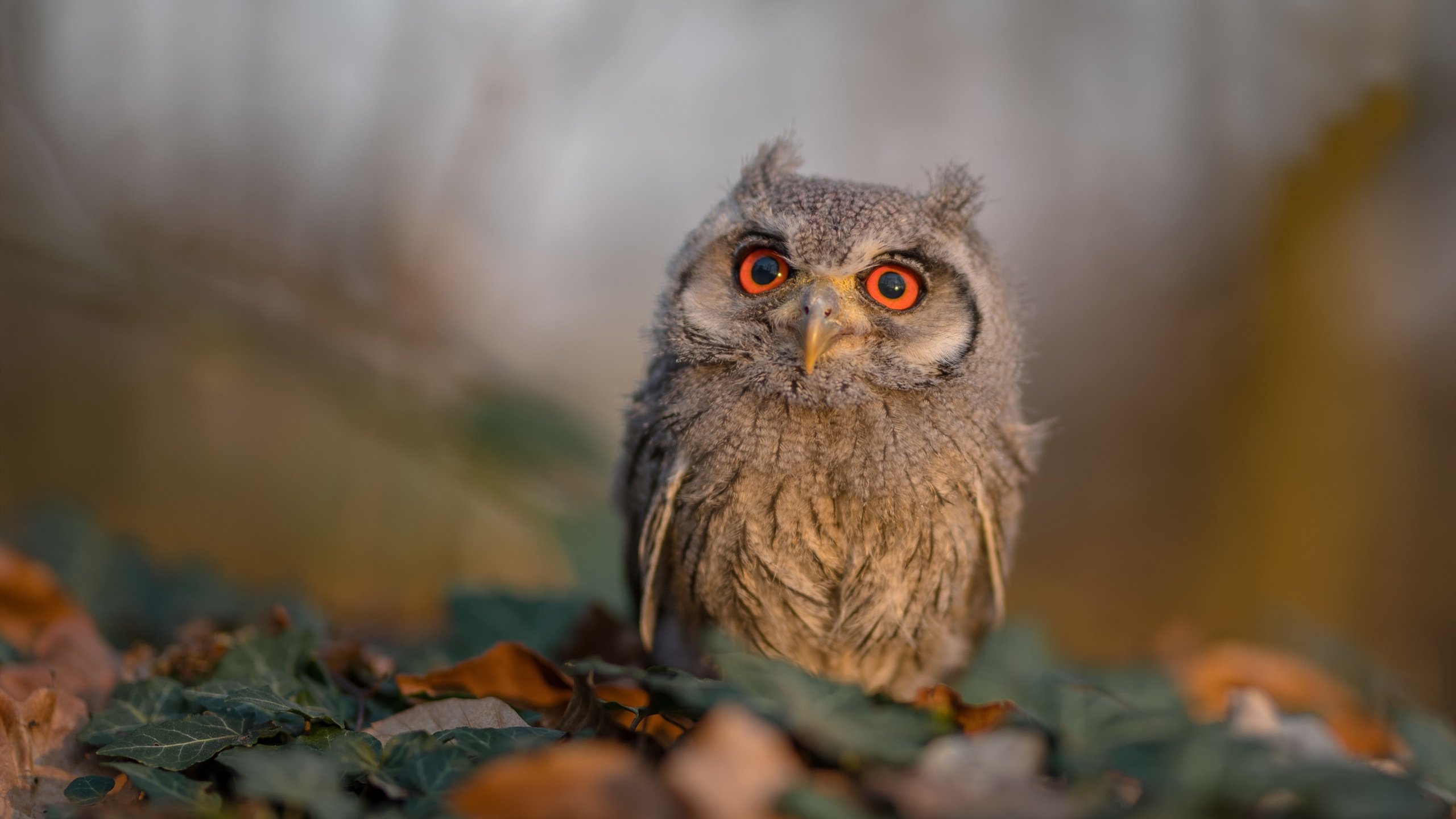 开云sport-唯一敢在冠军版图刻下新名字的，是魔术与利拉德