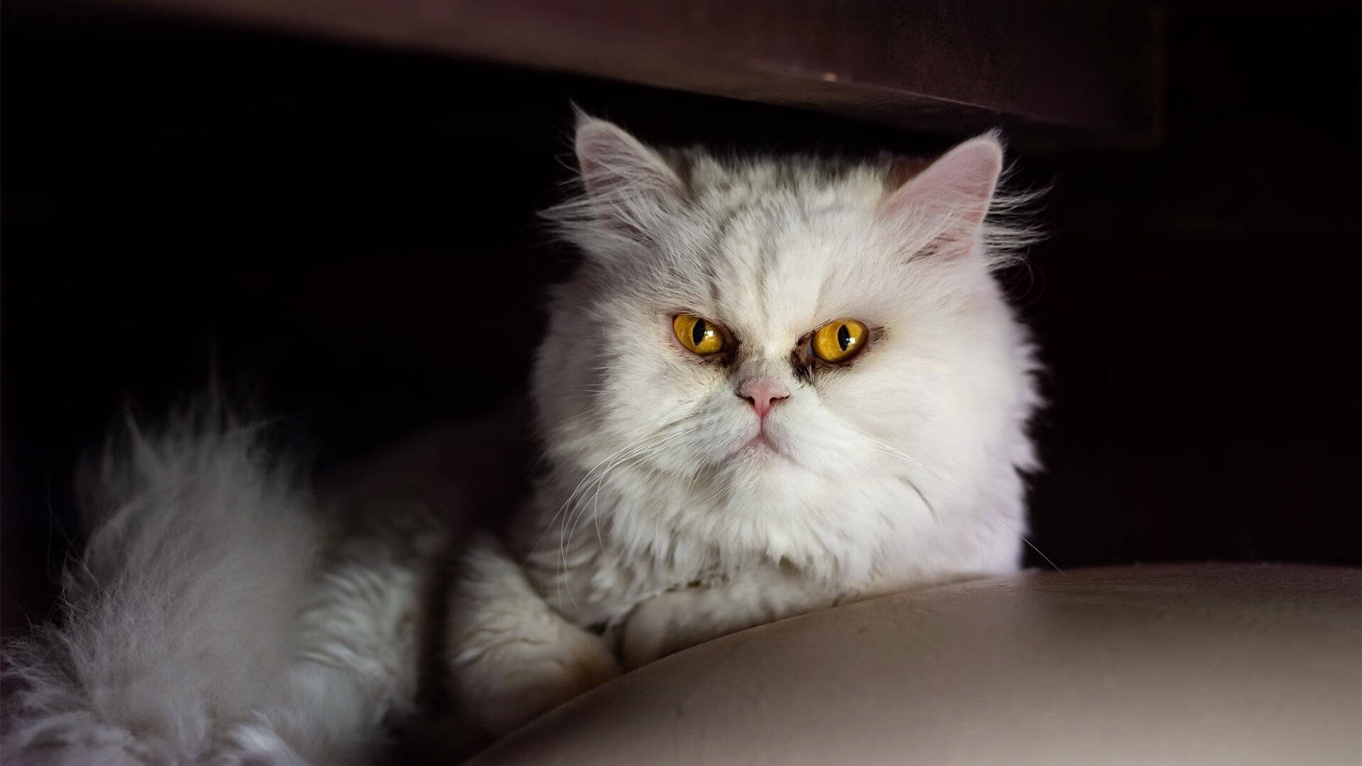 开云体育APP下载-冰火双城记,米切尔神迹战与纽约铁血夜