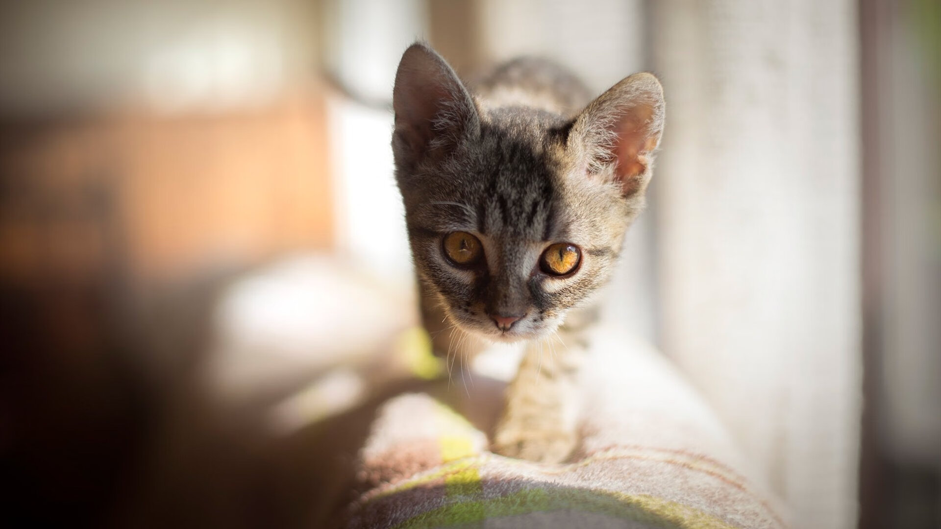 赛道末端的涡轮增压，范弗利特于F1街道赛之夜接管末节
