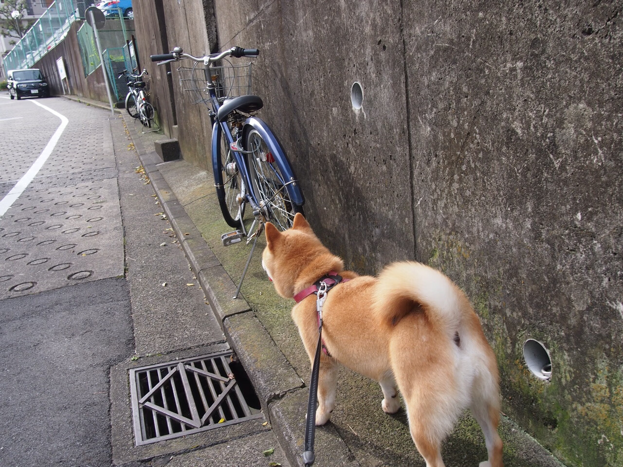 开云体育中国-征服者萨卡！埃及绝境逆转沙特，死亡之组杀出关键先生