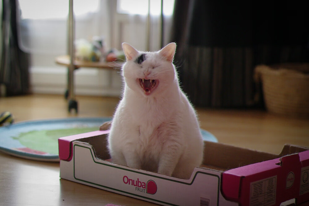 开云体育平台APP-全面压制!灰熊窒息防守浇灭篮网反击,福克斯43分关键先生挺身而出