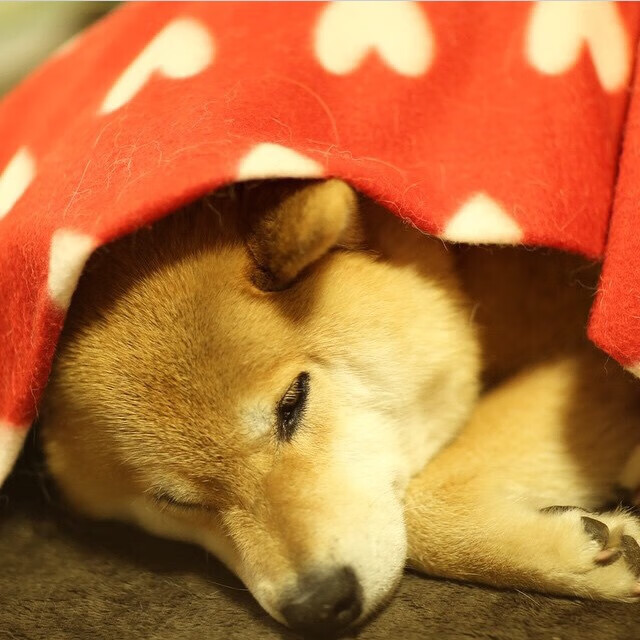 开云体育平台APP-红黑军团稳如磐石，基耶萨铸就绿茵铁闸—AC米兰战术纪律下的胜利方程式