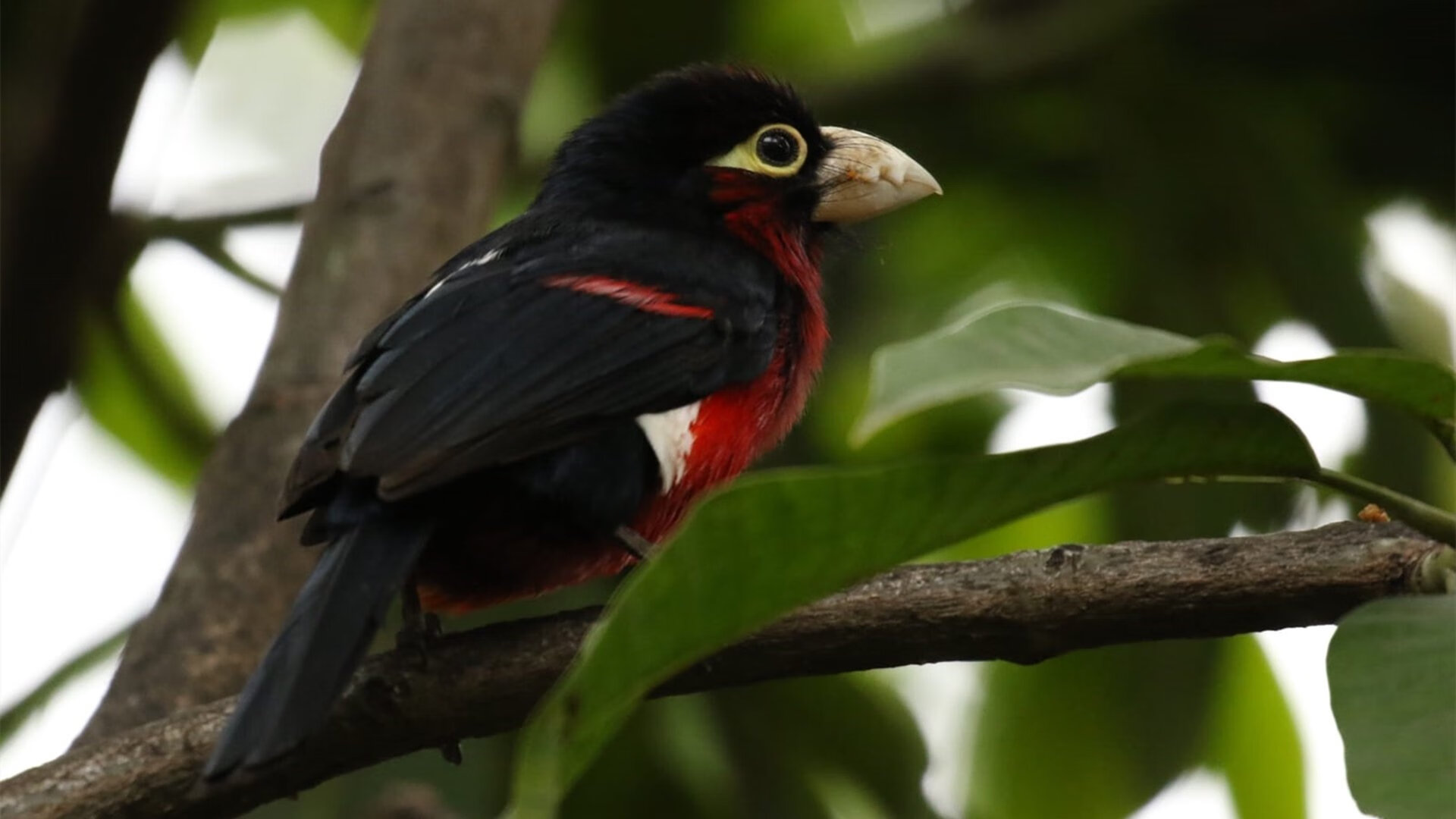 开云体育入口-时空乱入，当戈贝尔空降CBA的破冰之战