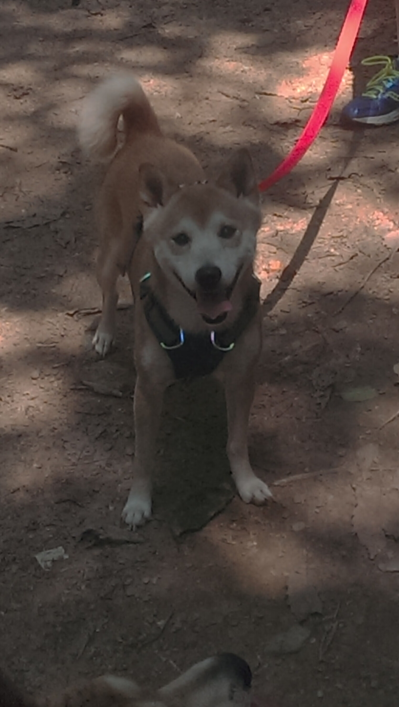 开云体育官网-京多安手术刀式传球撕碎防线，马赛惊险晋级彰显老将价值