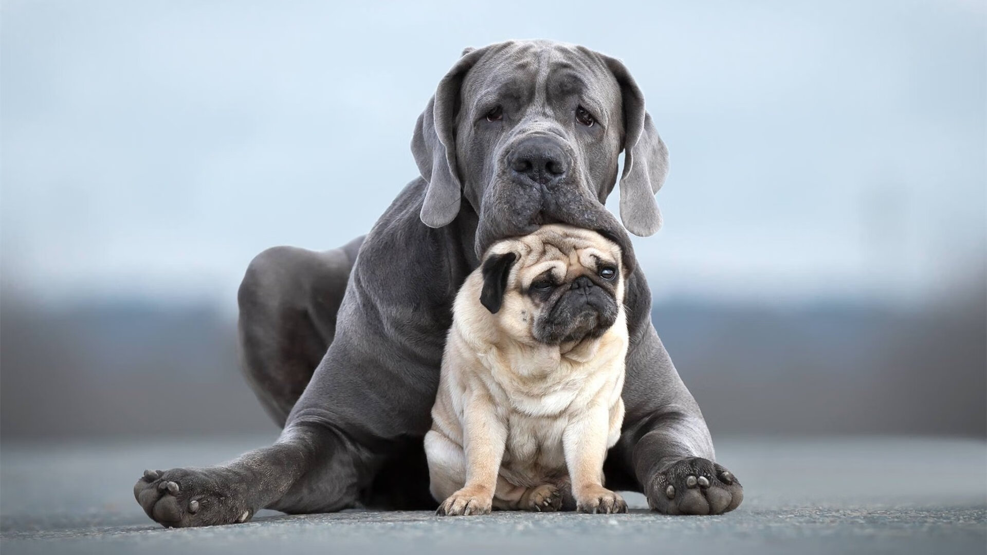 欧文统治级数据难救主，灰熊全民皆兵狂胜黄蜂