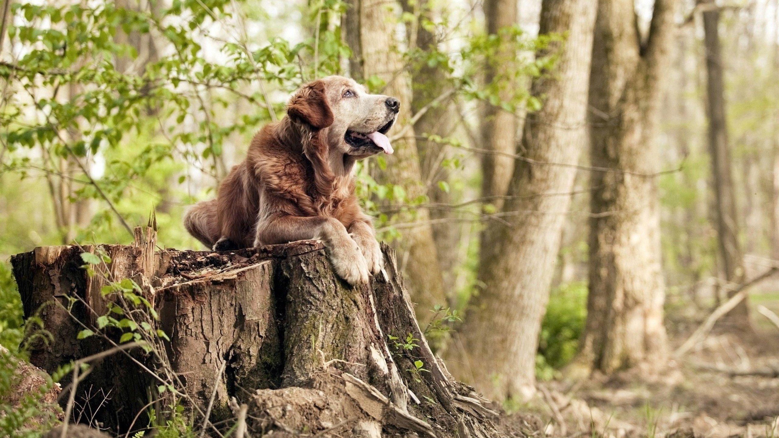 解码东决，保罗用胜利密码锁死对手